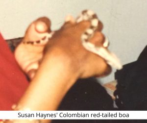 Susan Haynes' Colombian red-tailed boa