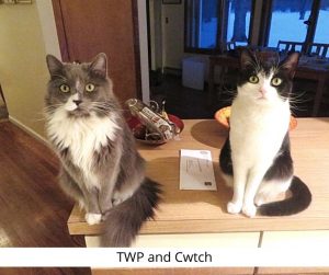 cats TWP and Cwtch