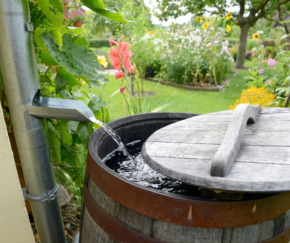 Use a rain barrel to conserve water