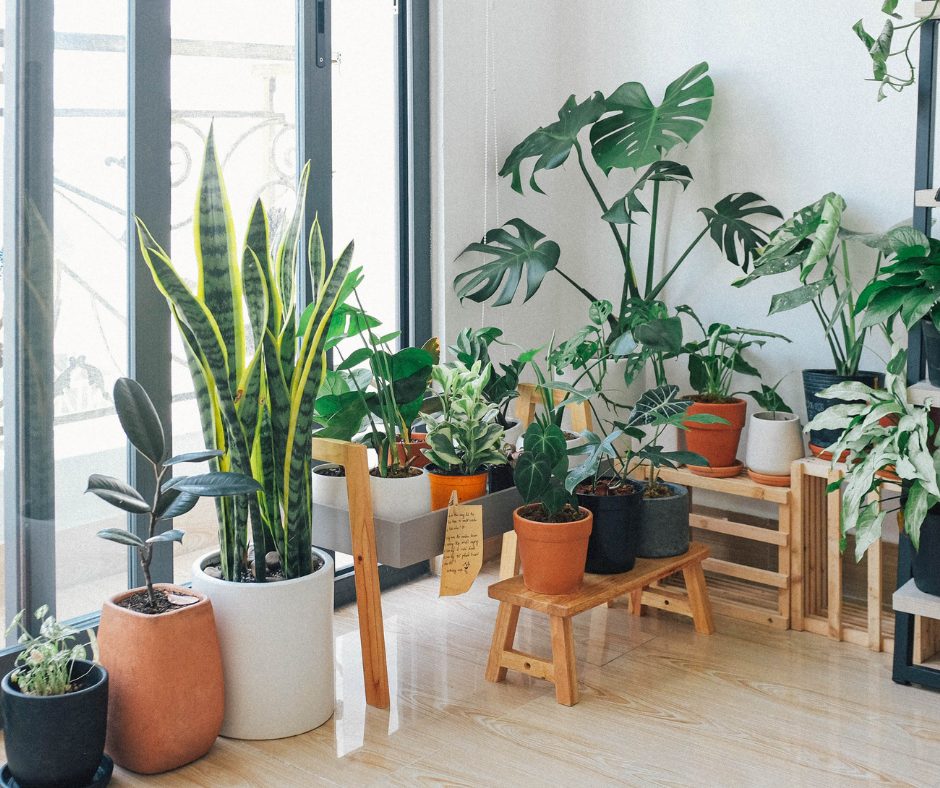 add plants to your home