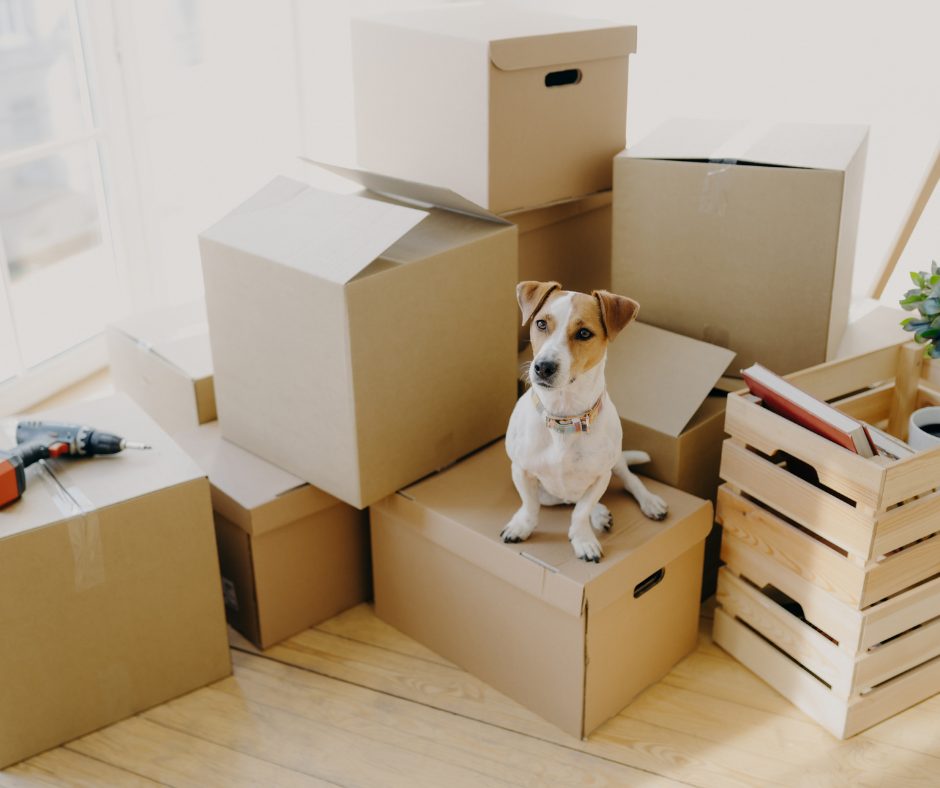 moving boxes with dog