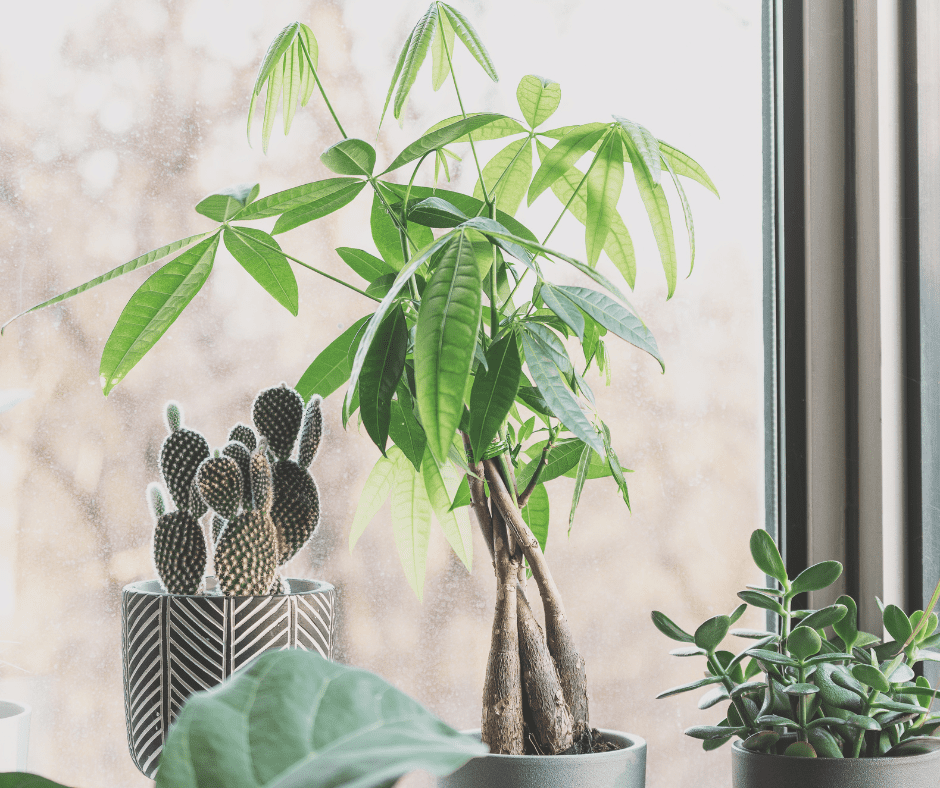add plants to your home