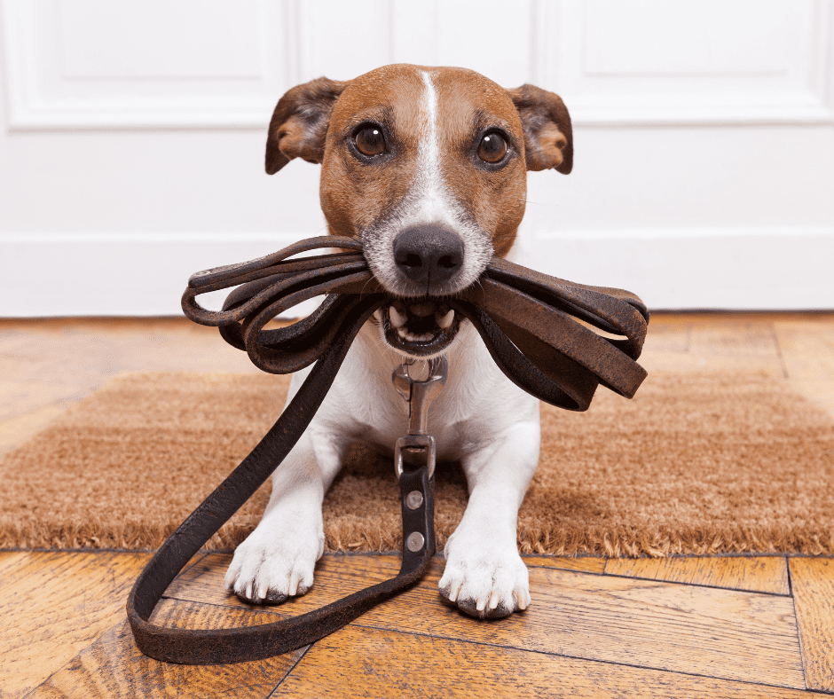dog carrying leash