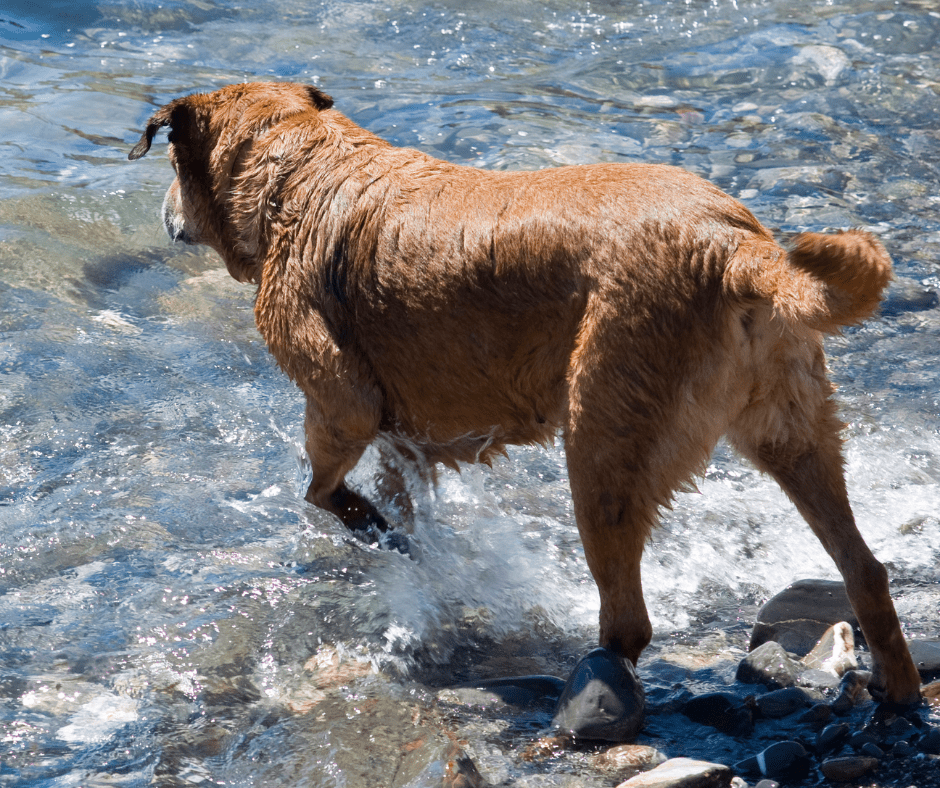 dog swimming spots