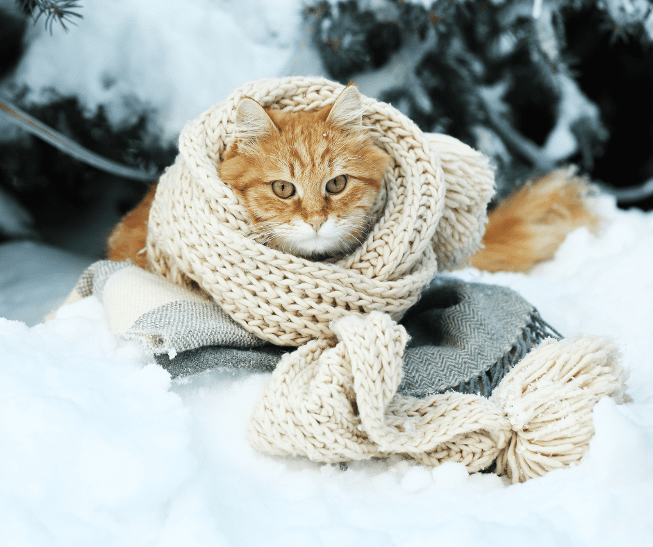cat in snow with blankets